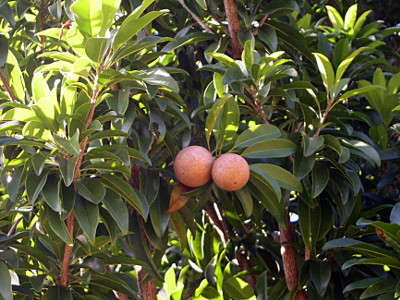 [Looks like two round light-brown balls about the size of a grapefruit hanging in a tree with long oval leaves.]